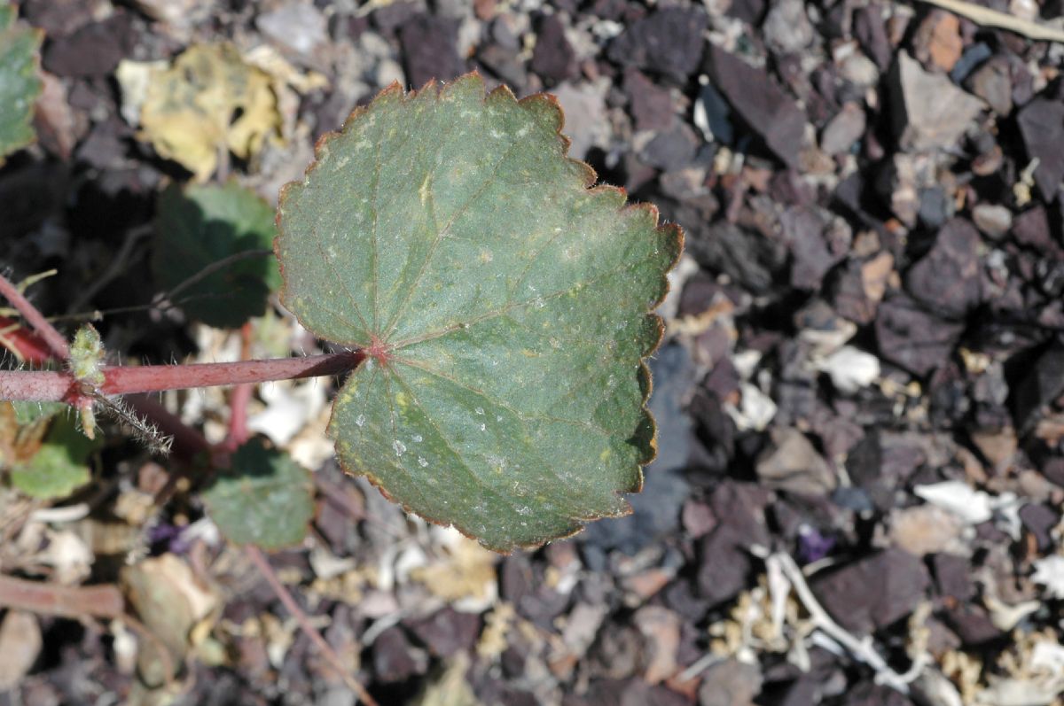 Malvaceae Eremalche rotundifolia