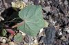 image of Eremalche rotundifolia