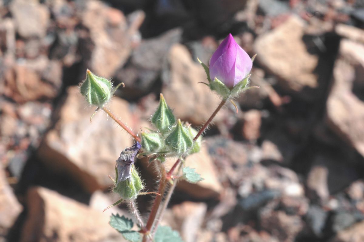 Malvaceae Eremalche rotundifolia