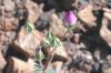 image of Eremalche rotundifolia