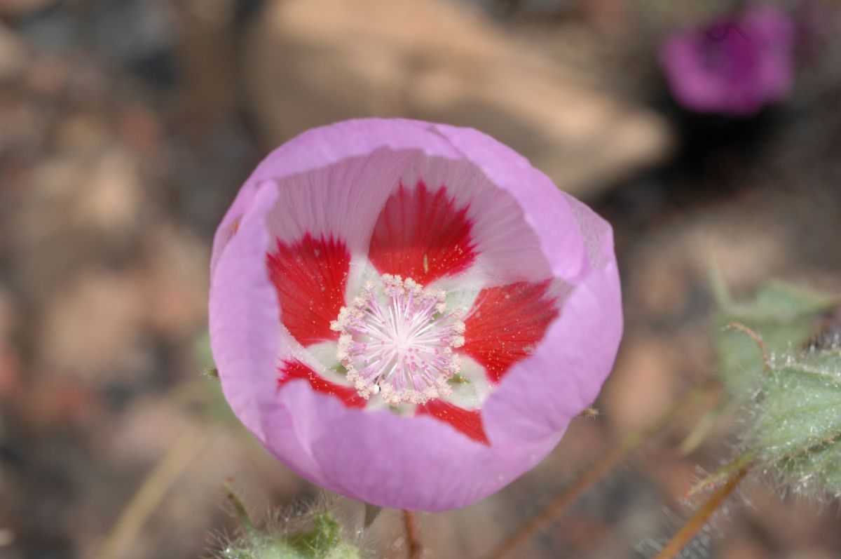 Malvaceae Eremalche rotundifolia
