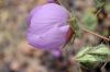 image of Eremalche rotundifolia