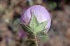 image of Eremalche rotundifolia