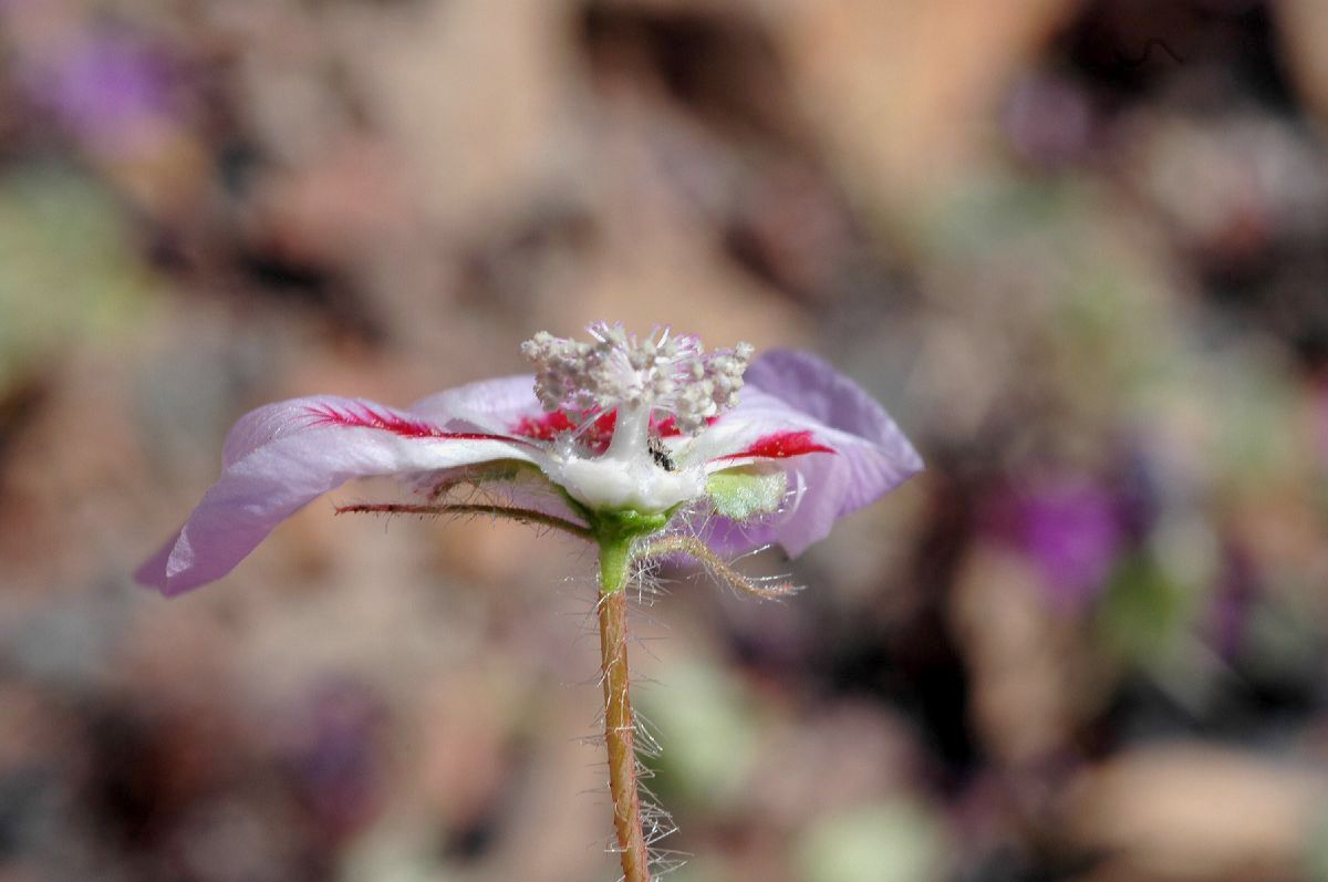 Malvaceae Eremalche rotundifolia