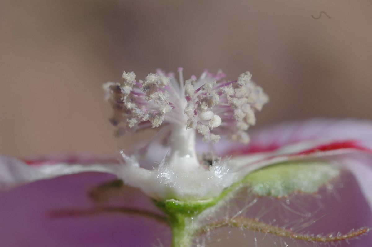 Malvaceae Eremalche rotundifolia