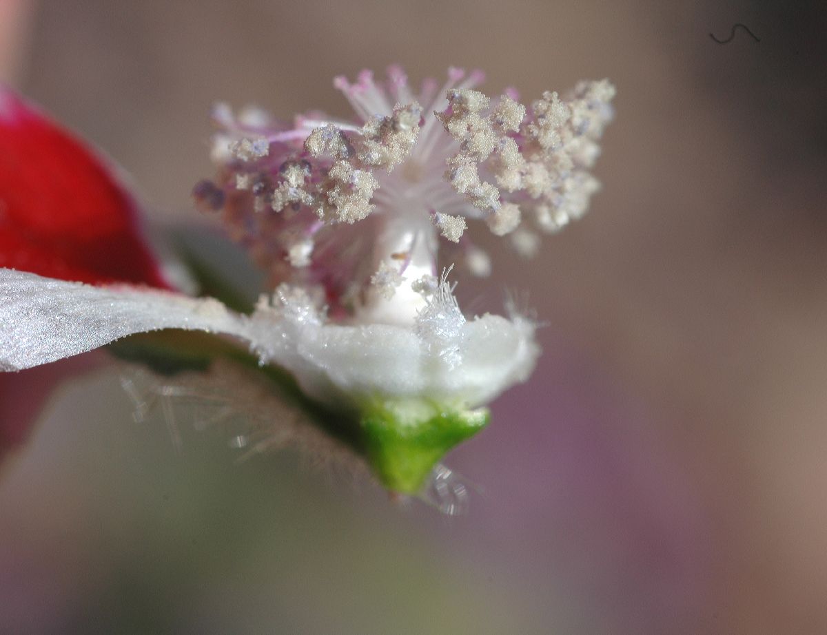 Malvaceae Eremalche rotundifolia