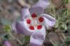 image of Eremalche rotundifolia