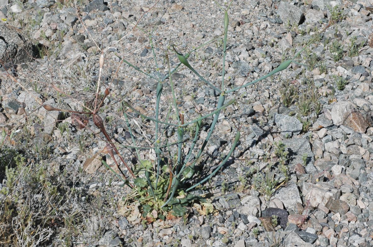 Polygonaceae Eriogonum inflatum