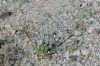 image of Eriogonum inflatum