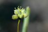 image of Eriogonum inflatum