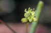 image of Eriogonum inflatum