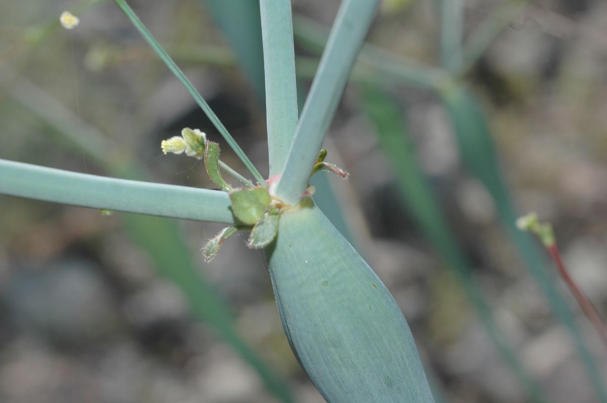 Polygonaceae Eriogonum inflatum