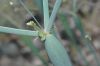image of Eriogonum inflatum