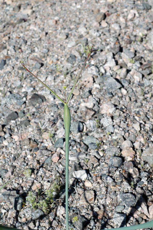 Polygonaceae Eriogonum inflatum