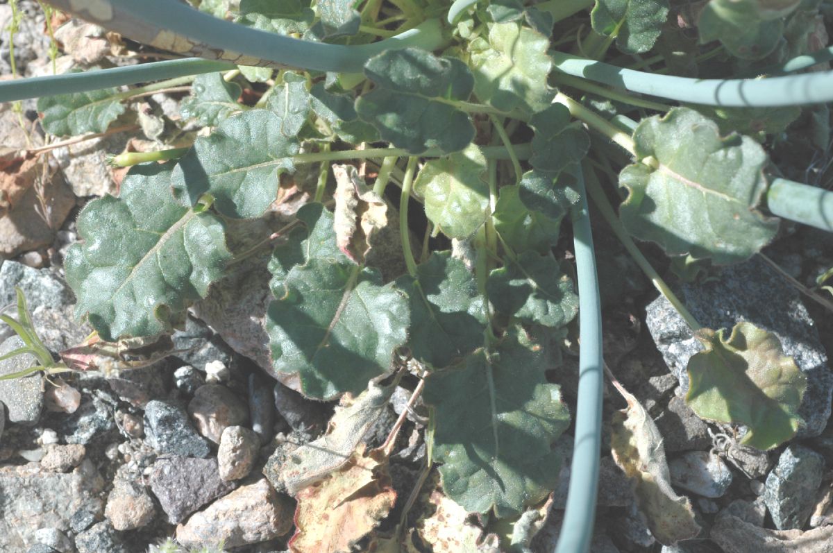 Polygonaceae Eriogonum inflatum