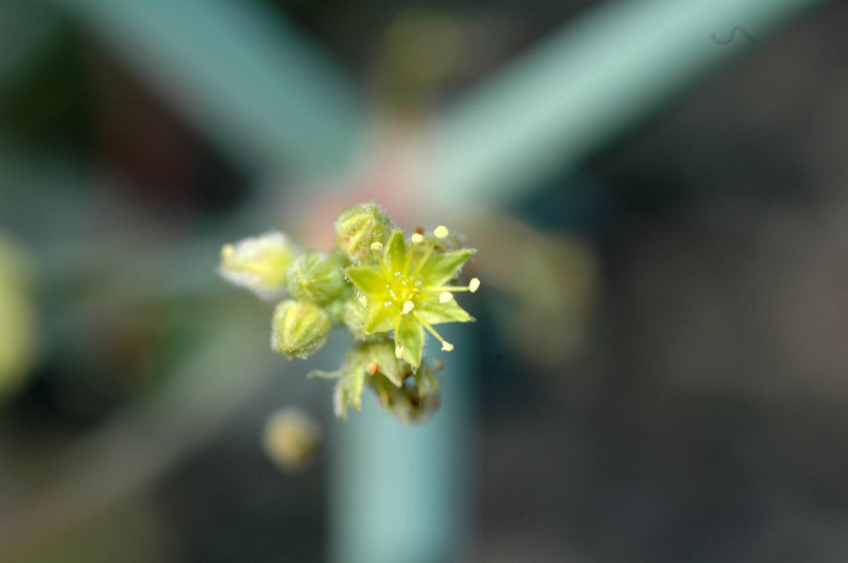 Polygonaceae Eriogonum inflatum