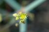 image of Eriogonum inflatum
