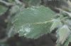 image of Eucnide urens