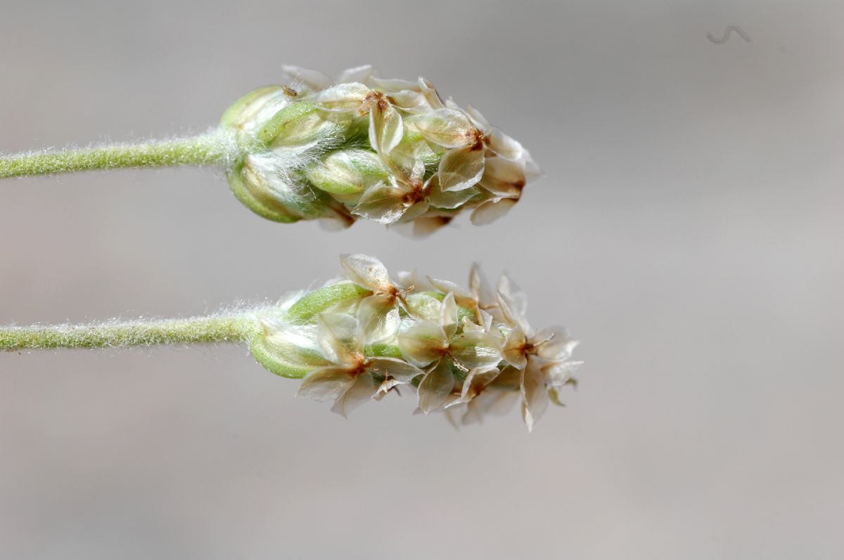 Plantaginaceae Plantago ovata