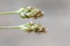 image of Plantago ovata