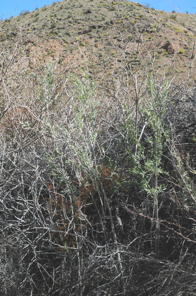 Salicaceae Salix exigua