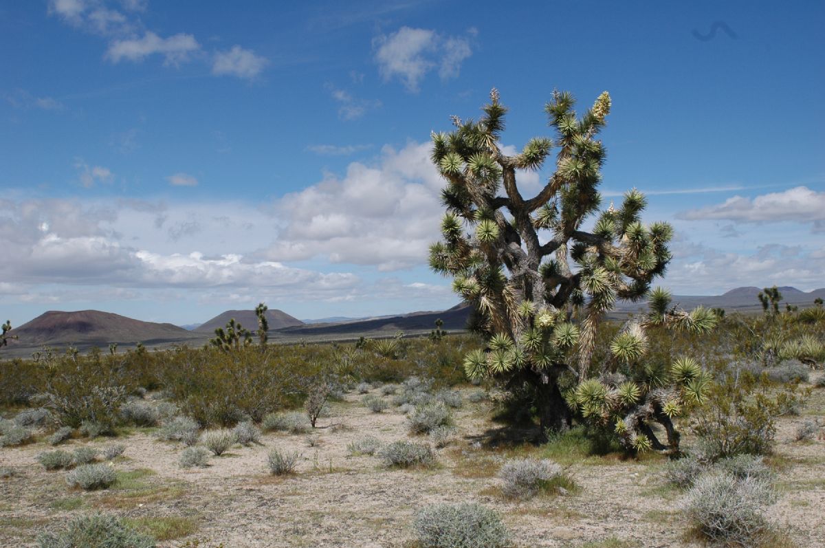 Asparagaceae Yucca brevifolia