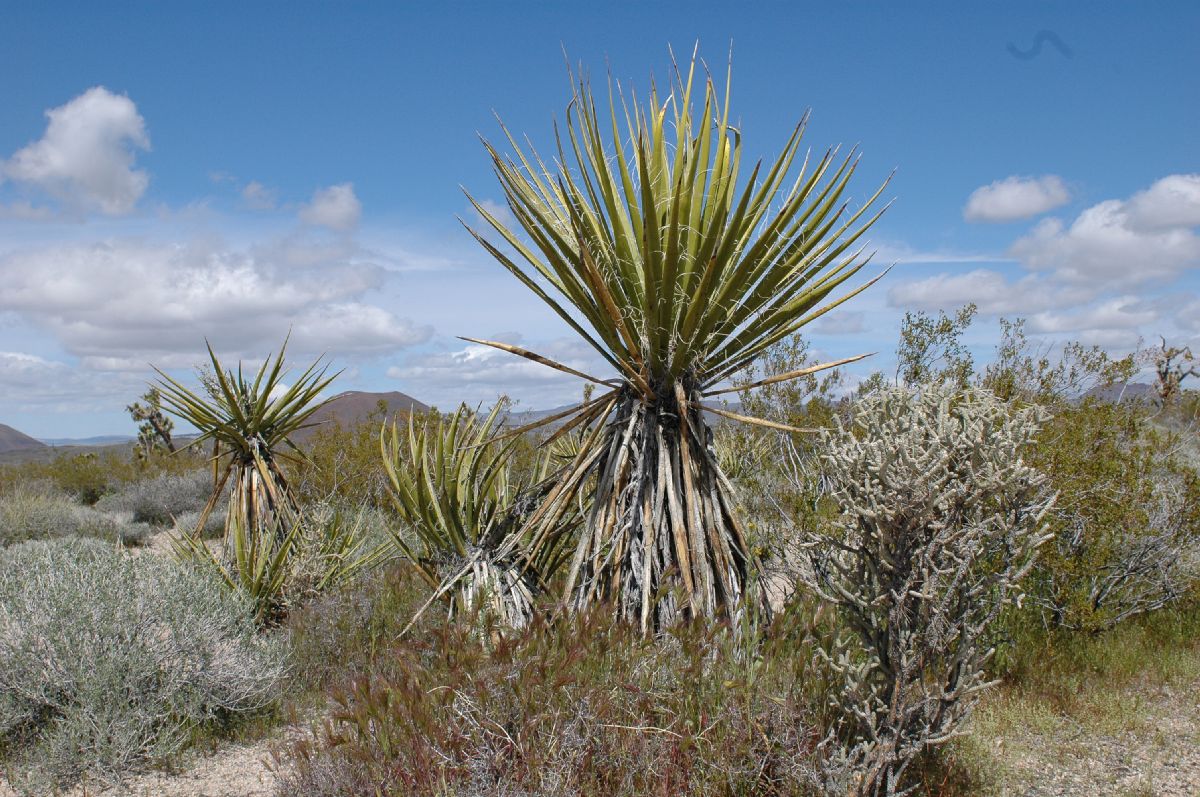 Asparagaceae Yucca schidigera