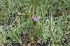 image of Erodium cicutarium