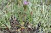 image of Erodium cicutarium