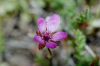 image of Erodium cicutarium