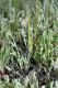 image of Erodium cicutarium