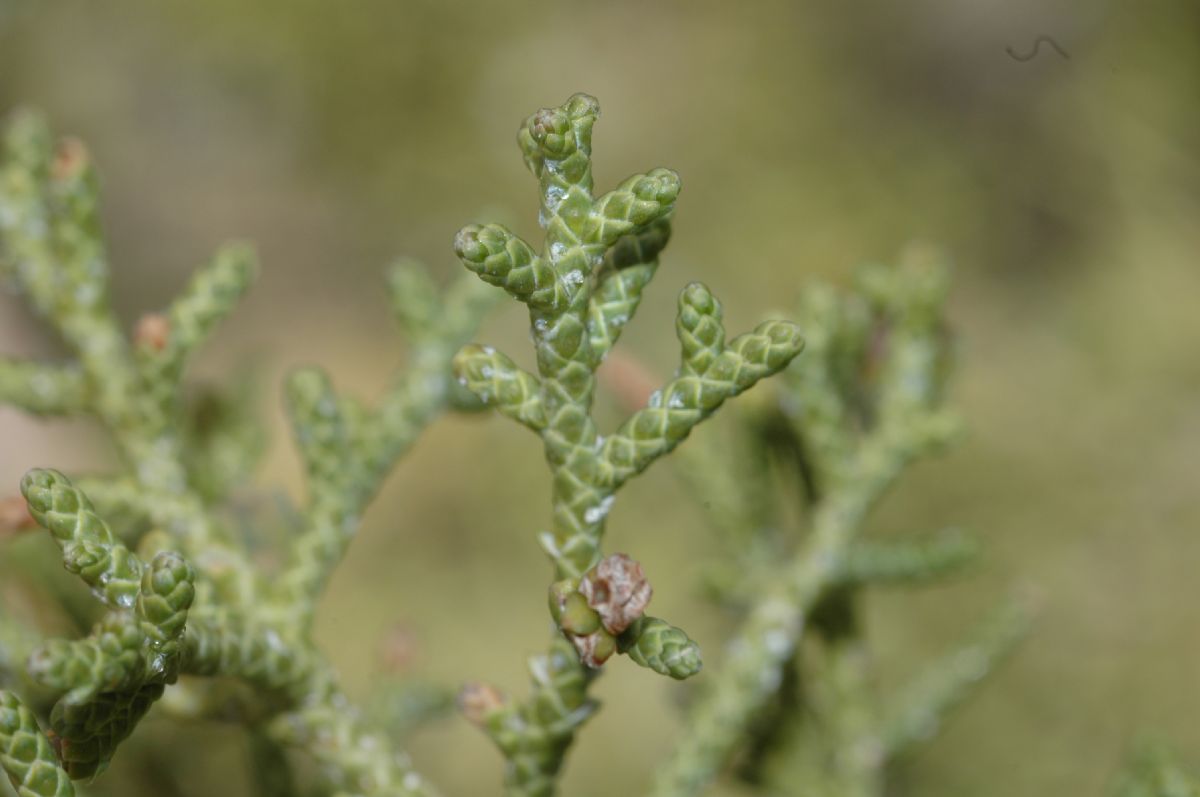 Cupressaceae Juniperus osteosperma