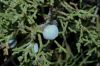 image of Juniperus osteosperma