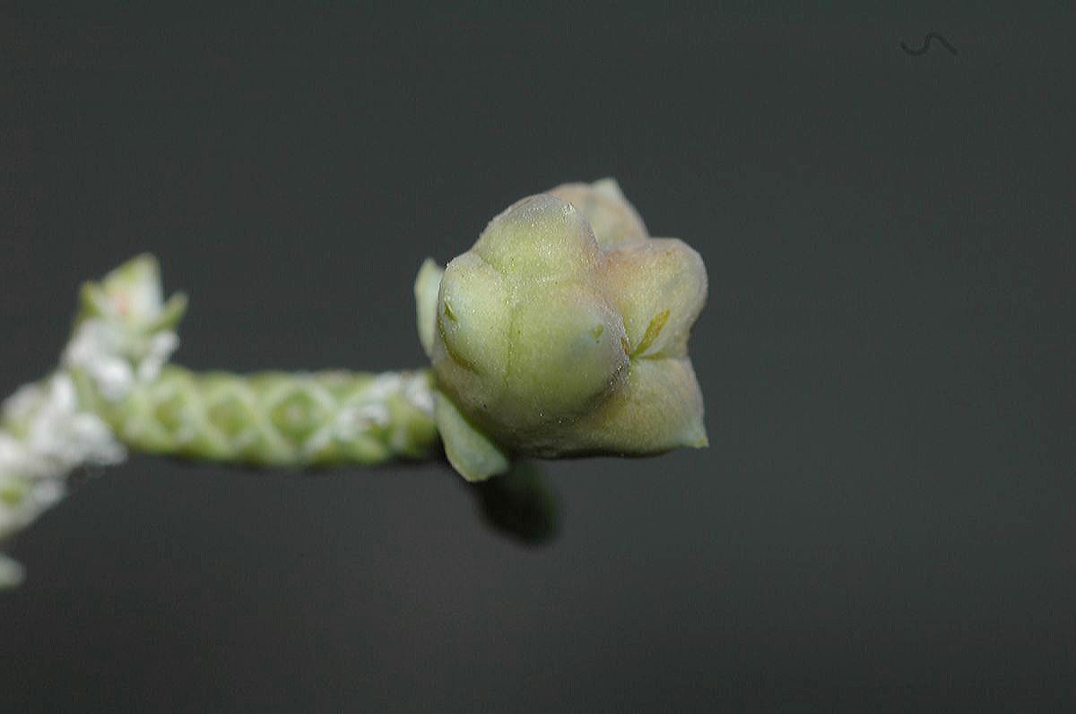 Cupressaceae Juniperus osteosperma