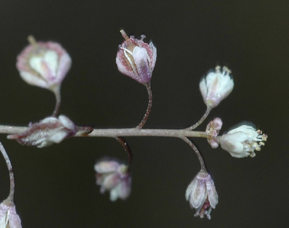 Brassicaceae Thysanocarpus laciniatus