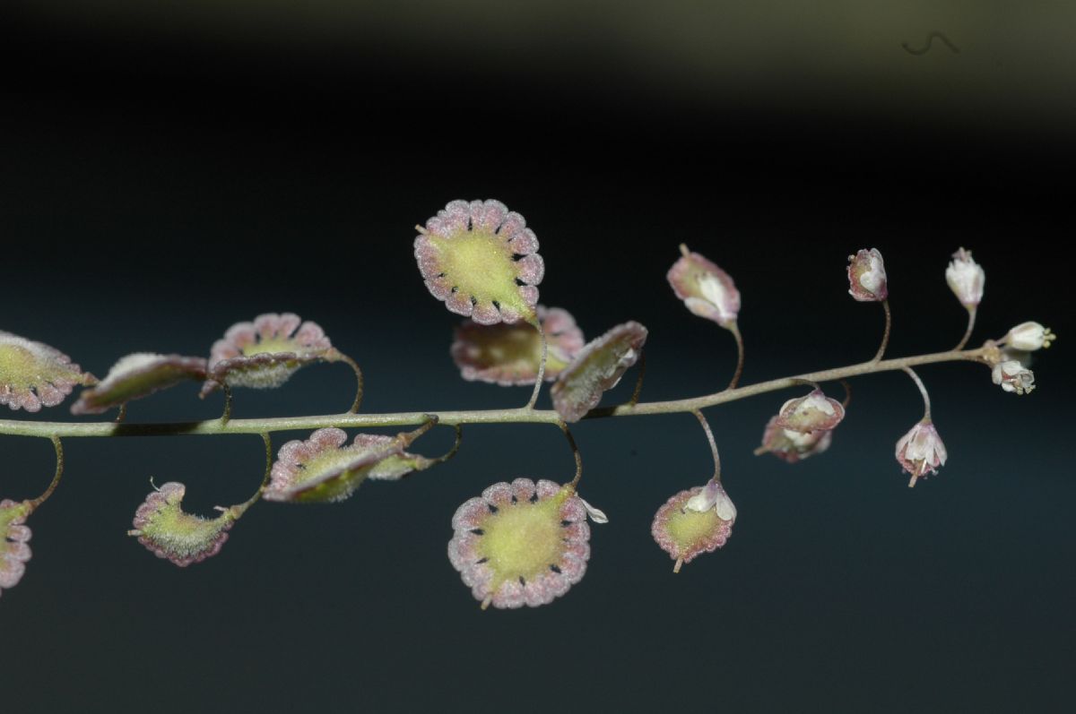 Brassicaceae Thysanocarpus laciniatus