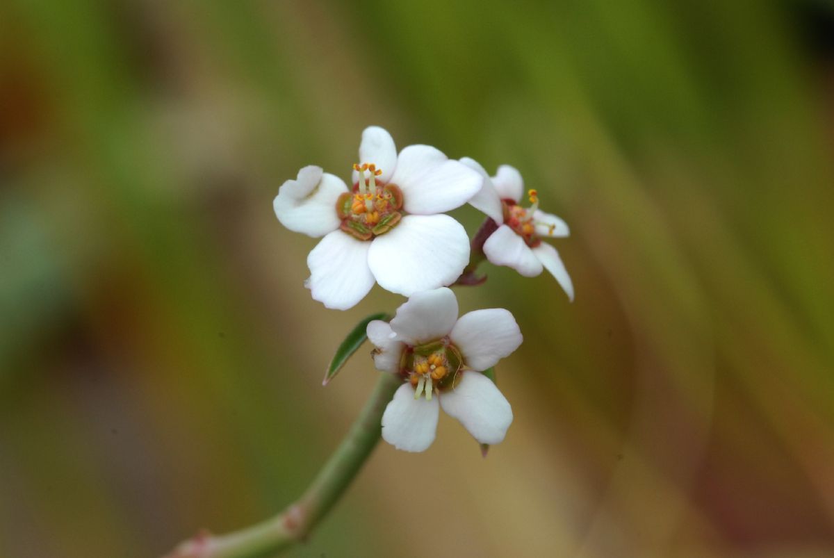 Euphorbiaceae Euphorbia xanthii