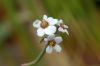 image of Euphorbia xanthii