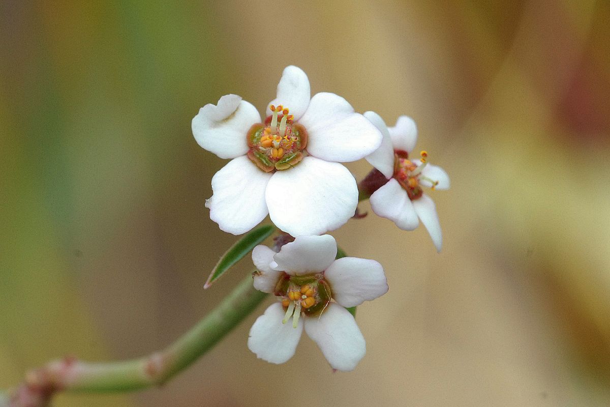Euphorbiaceae Euphorbia xanthii