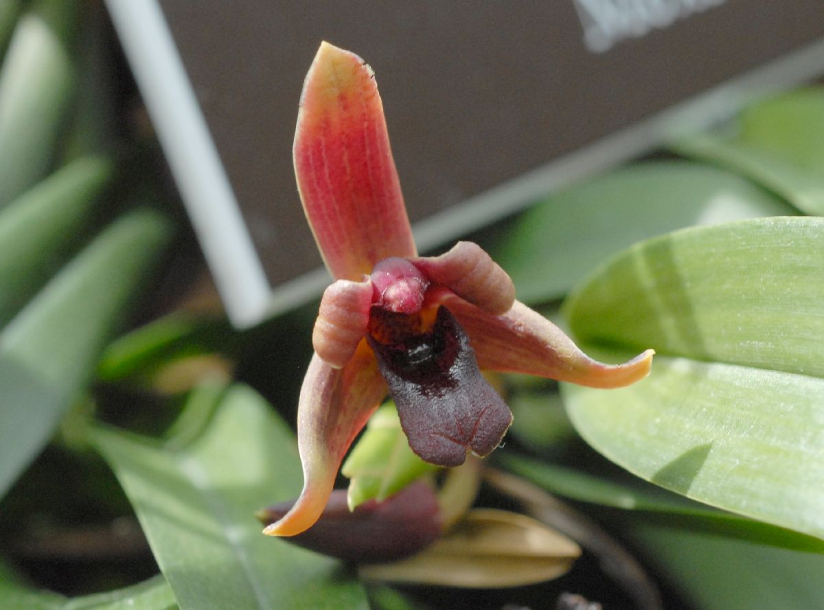 Orchidaceae Maxillaria variabilis