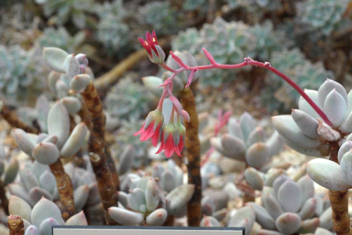 Crassulaceae Pachyphytum glutinicaule