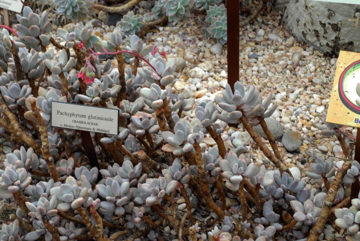 Crassulaceae Pachyphytum glutinicaule
