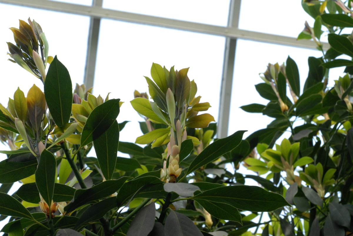 Lauraceae Persea 