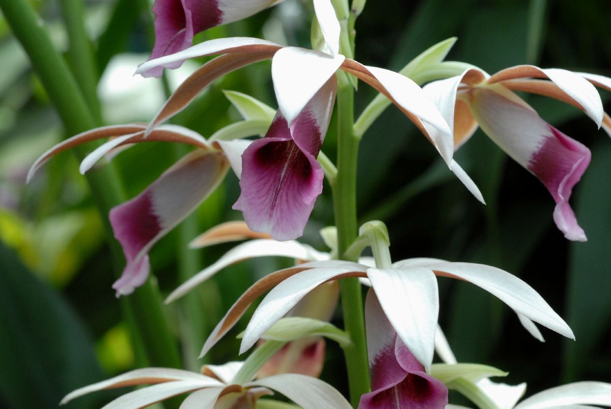 Orchidaceae Phiaus tankervilleae
