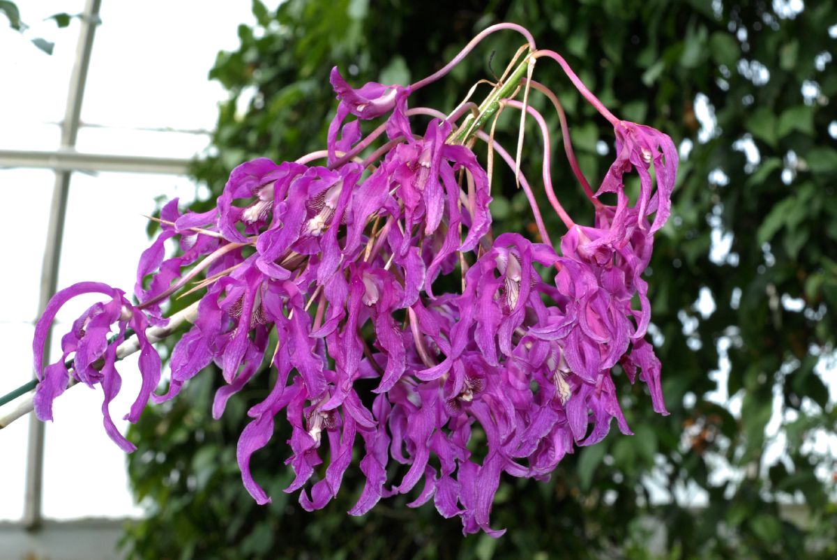 Orchidaceae Schomburgkia superiens