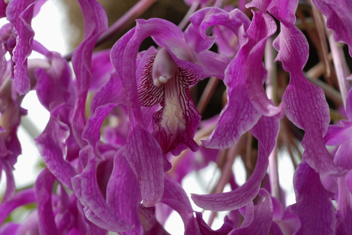 Orchidaceae Schomburgkia superiens