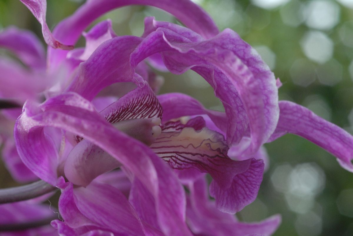 Orchidaceae Schomburgkia superiens