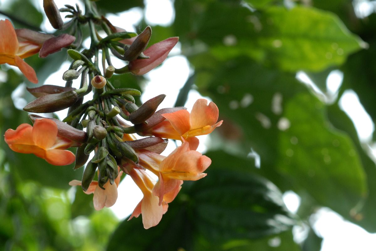 Acanthaceae Thunbergia coccinea