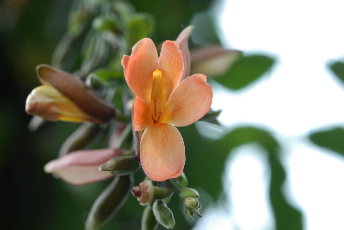 Acanthaceae Thunbergia coccinea