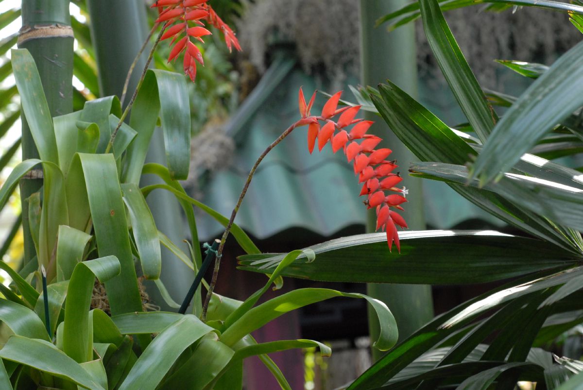 Bromeliaceae Tillandsia dyeriana